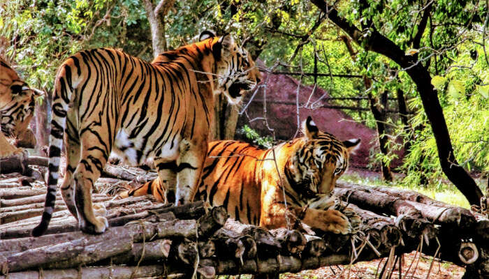 Nehru Zoological Park: A 2022 Guide To Hyderabad's Rich Biodiversity!