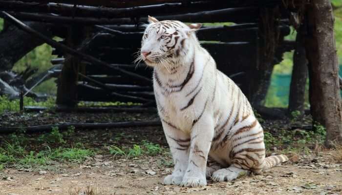 A majestic view of tiger which is counted among the best places to visit in summer in Hyderabad