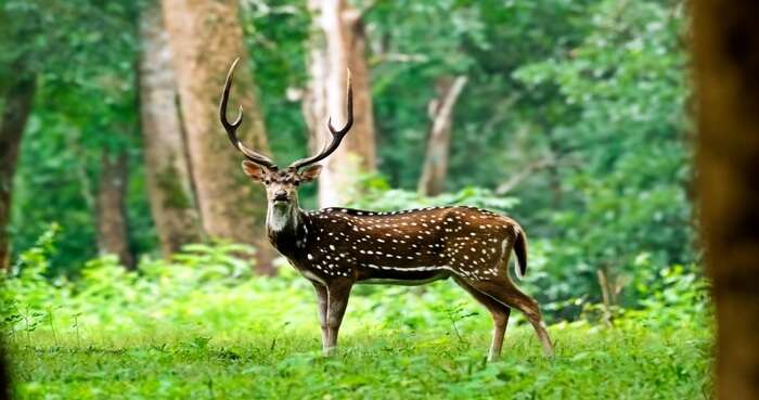 7 Wildlife Sanctuaries Near Hyderabad That Are Worth Every Penny