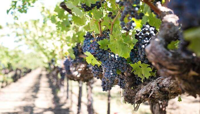 Quails' Gate Winery