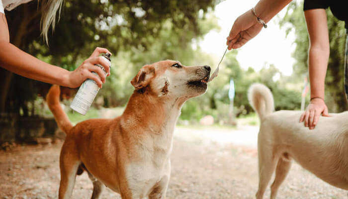 Rescue Paws in Hua Hin