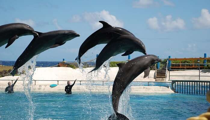 Enjoy Watching Dolphins