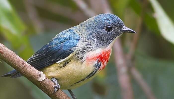 Beautiful Sikkim Wildlife