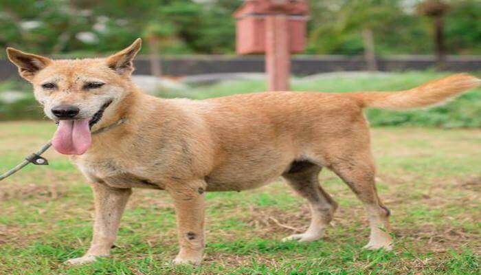 Soi Dog Foundation in Phuket