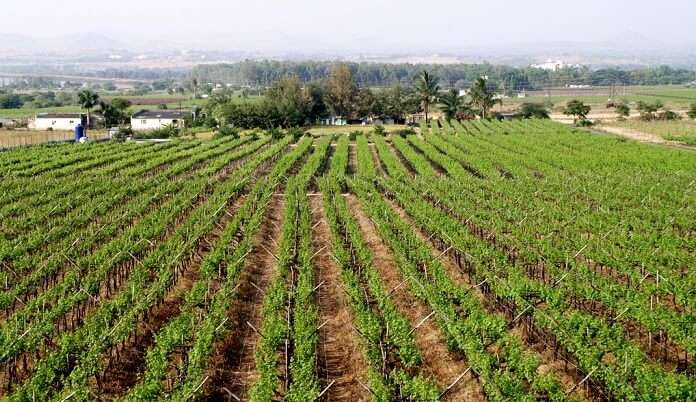 farm is spread in a large area