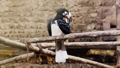 bird in park