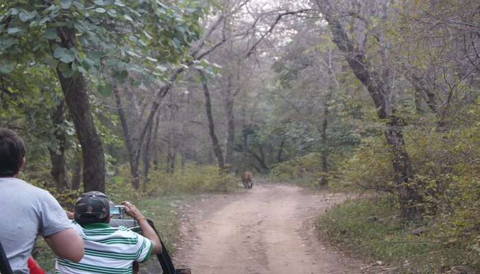 Best Jungle Safari Near Bangalore