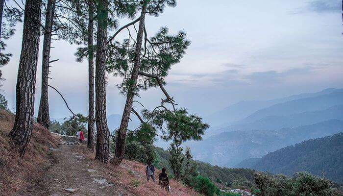 A stunning view of Binsar which is famous for its scenic beauty and the snow-capped mountains