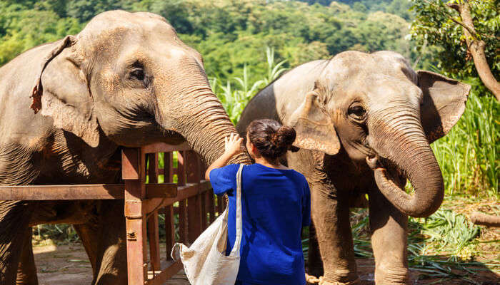 wildlife sanctuary in thailand