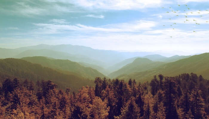 pine trees with mountains at the backdrop