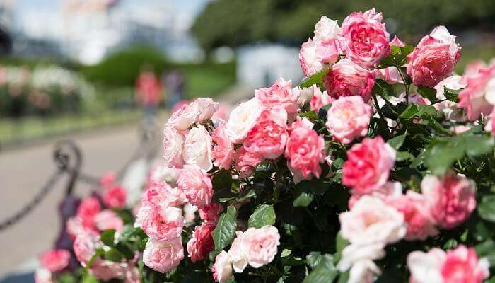 rose garden