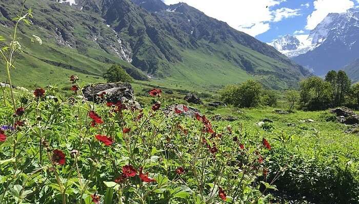valley-of-flowers1