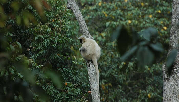 golden langur
