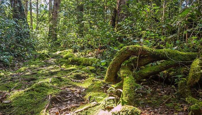 Berembun Forest