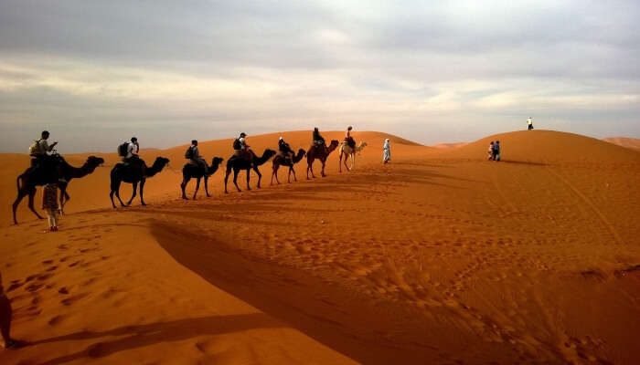 Going around the desert on camels