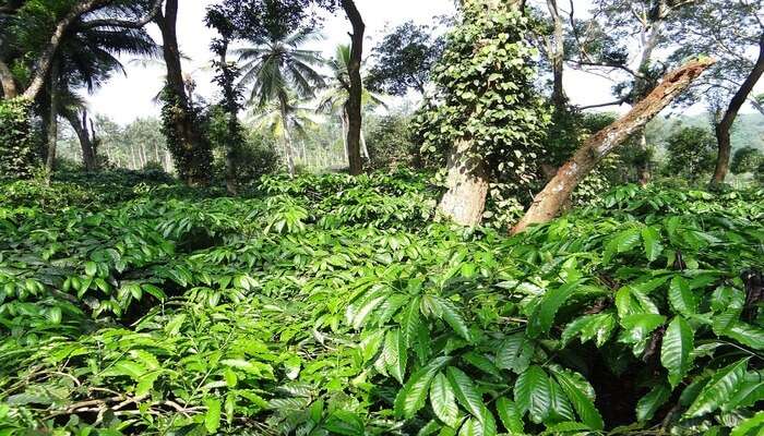 Coffee Plantations