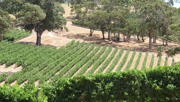 Columbia Gardens Vineyard and Winery