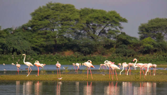 Best Wildlife Sanctuaries in Gujarat