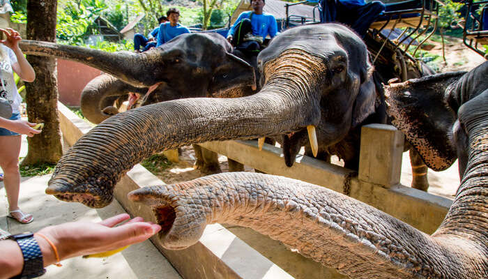 Best Zoos In Phuket