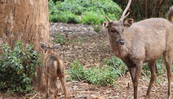 Deer park Ooty