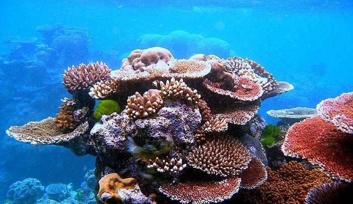 coral reefs underwater