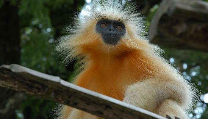 royal manas national park