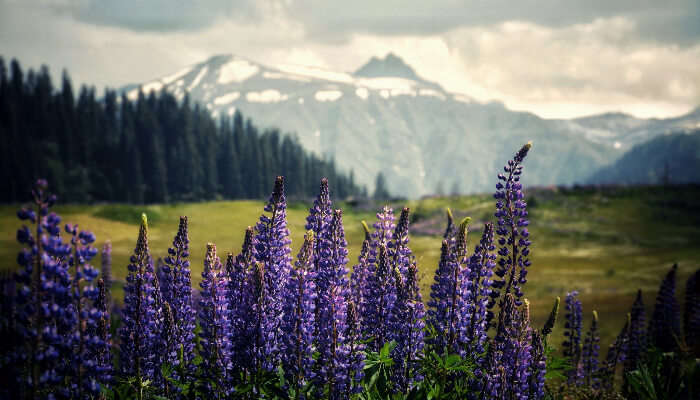 The colorful greenery of Gulmarg, among the best places to spend summer holidays in India