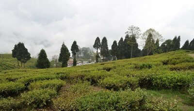 Happy Valley Tea Estate is among the best places to visit in Darjeeling in July