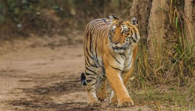 Tigers in Corbett, one of the best places to visit in Uttarakhand in July.