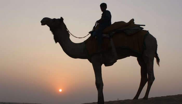This fun journey on a camel's back