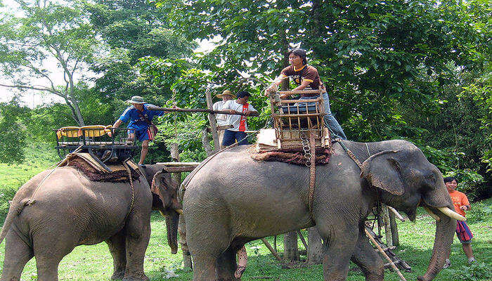 Kinnaree Elephant Trekking