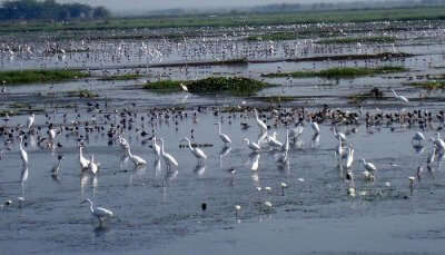 Kolleru Lake Bird Sanctuary is among the best places to visit in summer in Hyderabad