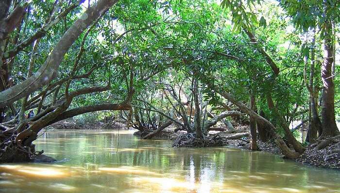 Kuruva Island