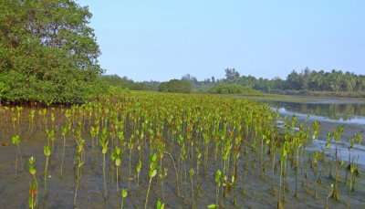 Mangrove forests