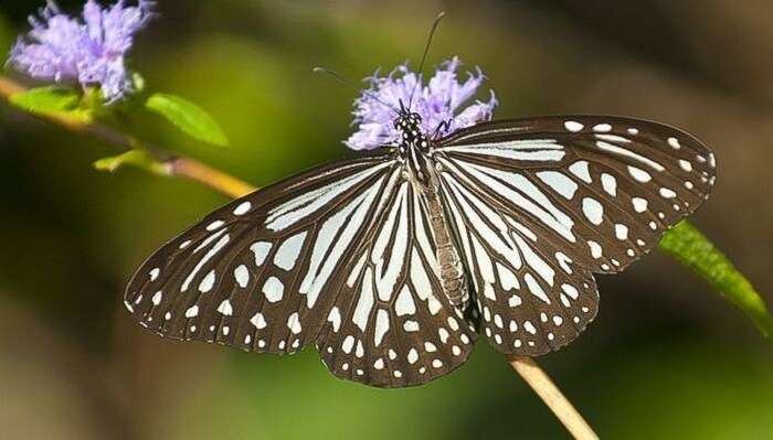Mhadei Wildlife Sanctuary Offbeat Places In Goa