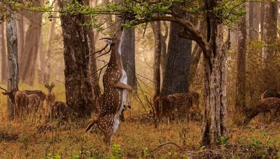 A magnificent view of Nagarhole, one of the best places to visit in summer in Karnataka