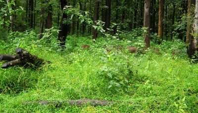 Greenery in Nagarhole National Park