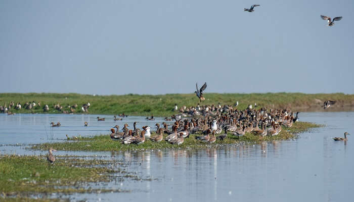 Wildfowl at Nalabana Bird Sanctuary which is one of the best places to visit in Puri