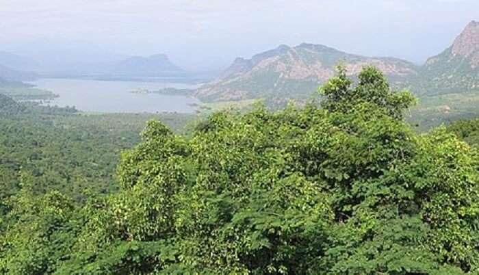 dense green forest on the hills