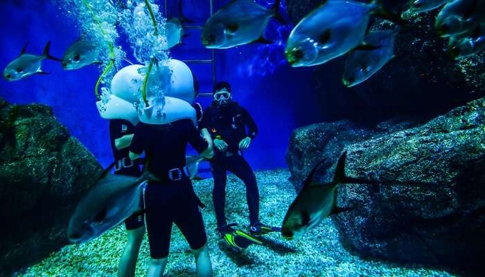 Scuba Diving In Bangkok Cover Image