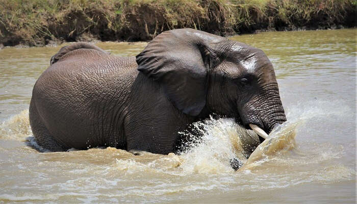 Swim With The Elephants