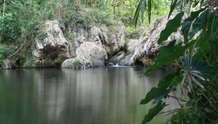 swimming in the jungle