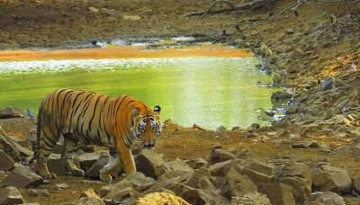 Tadoba is an amazing destination to explore for wildlife lovers and photographers