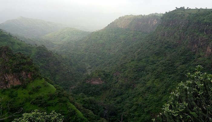 infinite greenery