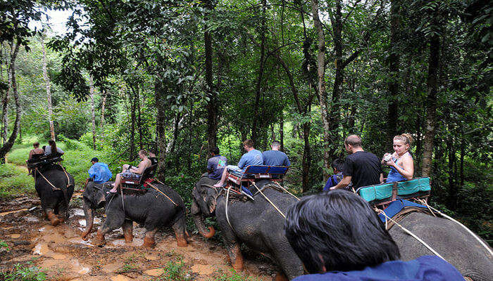 Traveliss Elephant Trekking