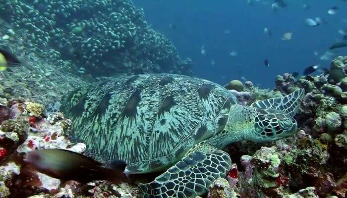 Turtle Heaven