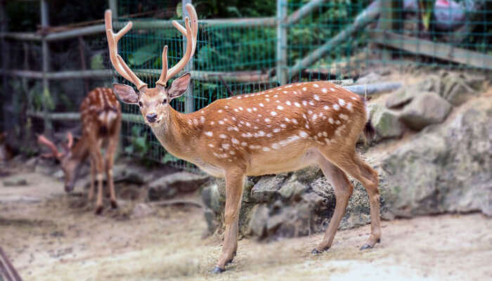 A deer at a zoo