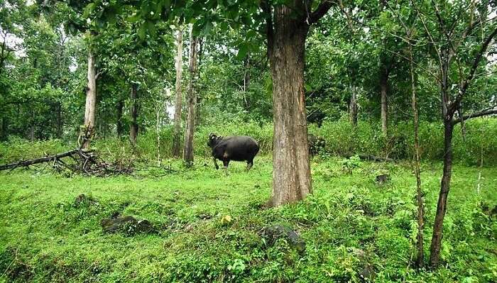 Wayanad Wildlife Sanctuary