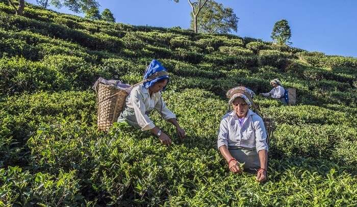 Darjeeling' to Be Paired With a Short - The New York Times