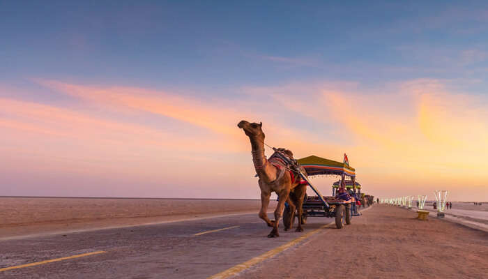 Camel cart